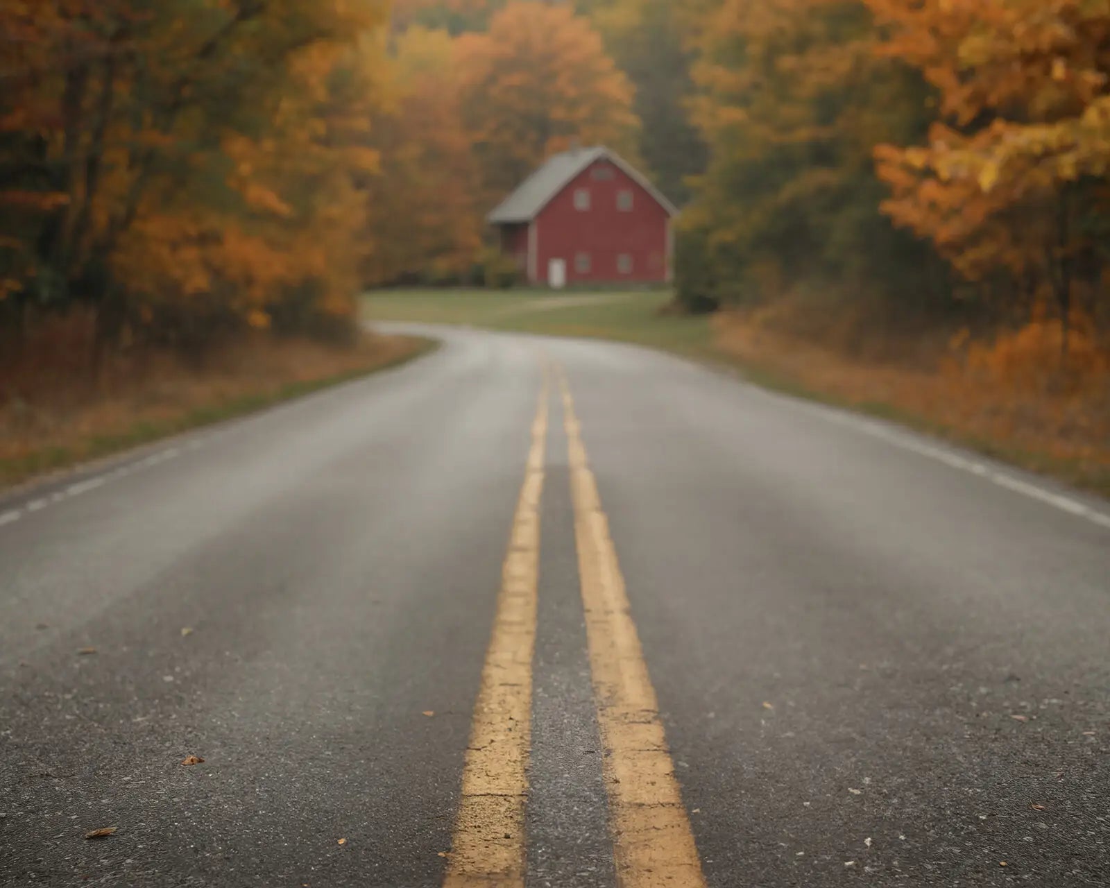 Brown Autumn Road