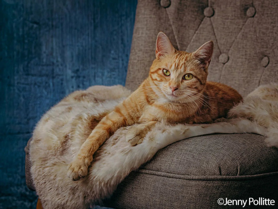 Acoustic Blue Wall Backdrop