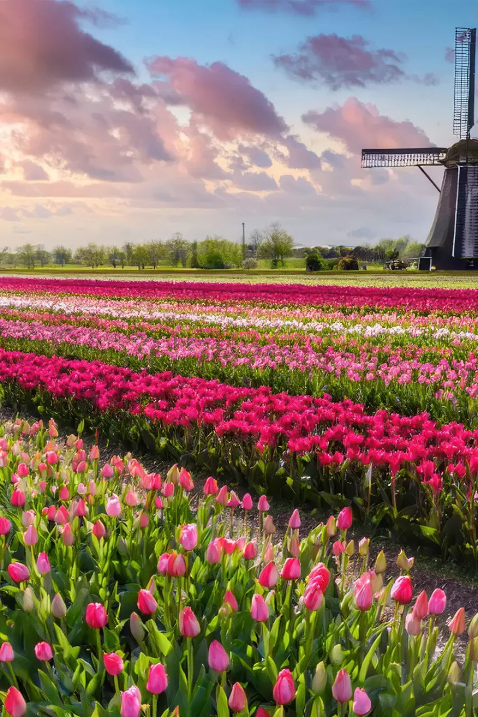 Amsterdam Backdrop