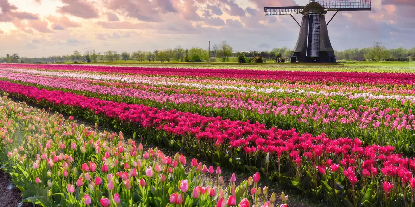 Amsterdam 20’x10’ UltraCloth (240 x 120 inch) Backdrop