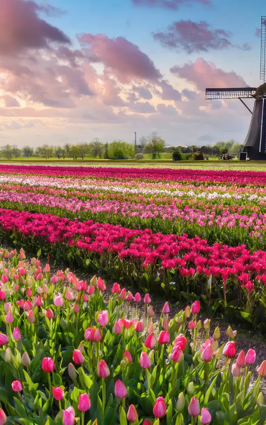Amsterdam Backdrop