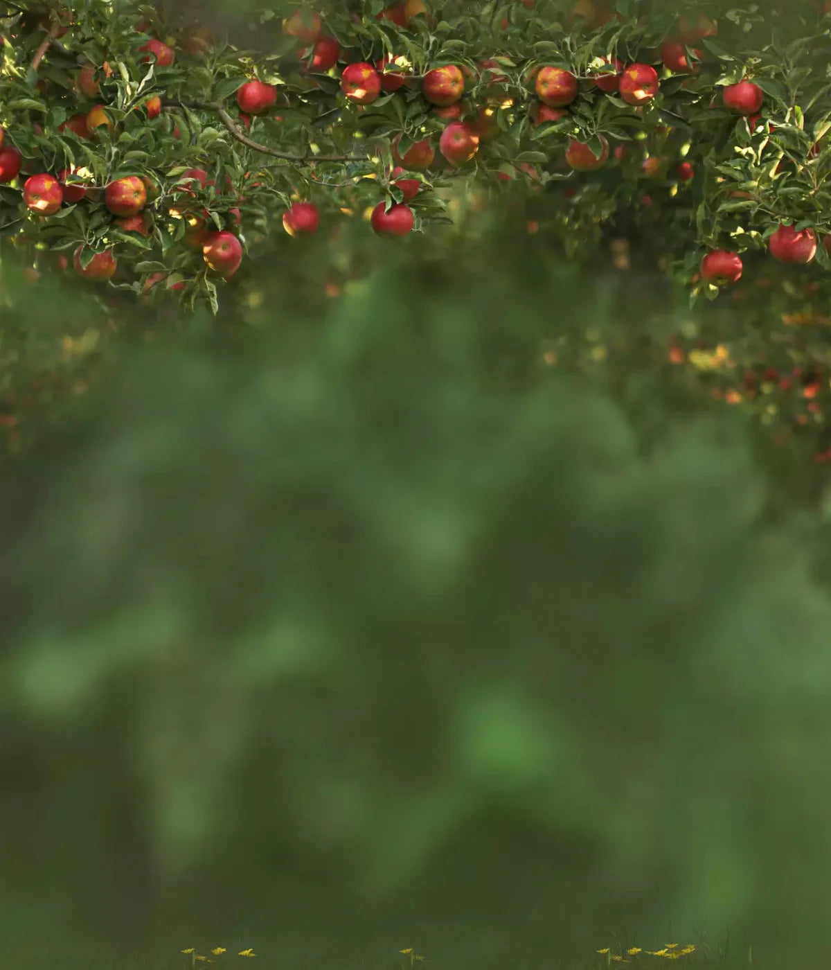 Apple Tree 10X12 Ultracloth ( 120 X 144 Inch ) Backdrop