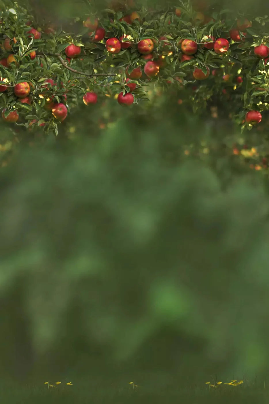 Apple Tree 5X8 Ultracloth ( 60 X 96 Inch ) Backdrop