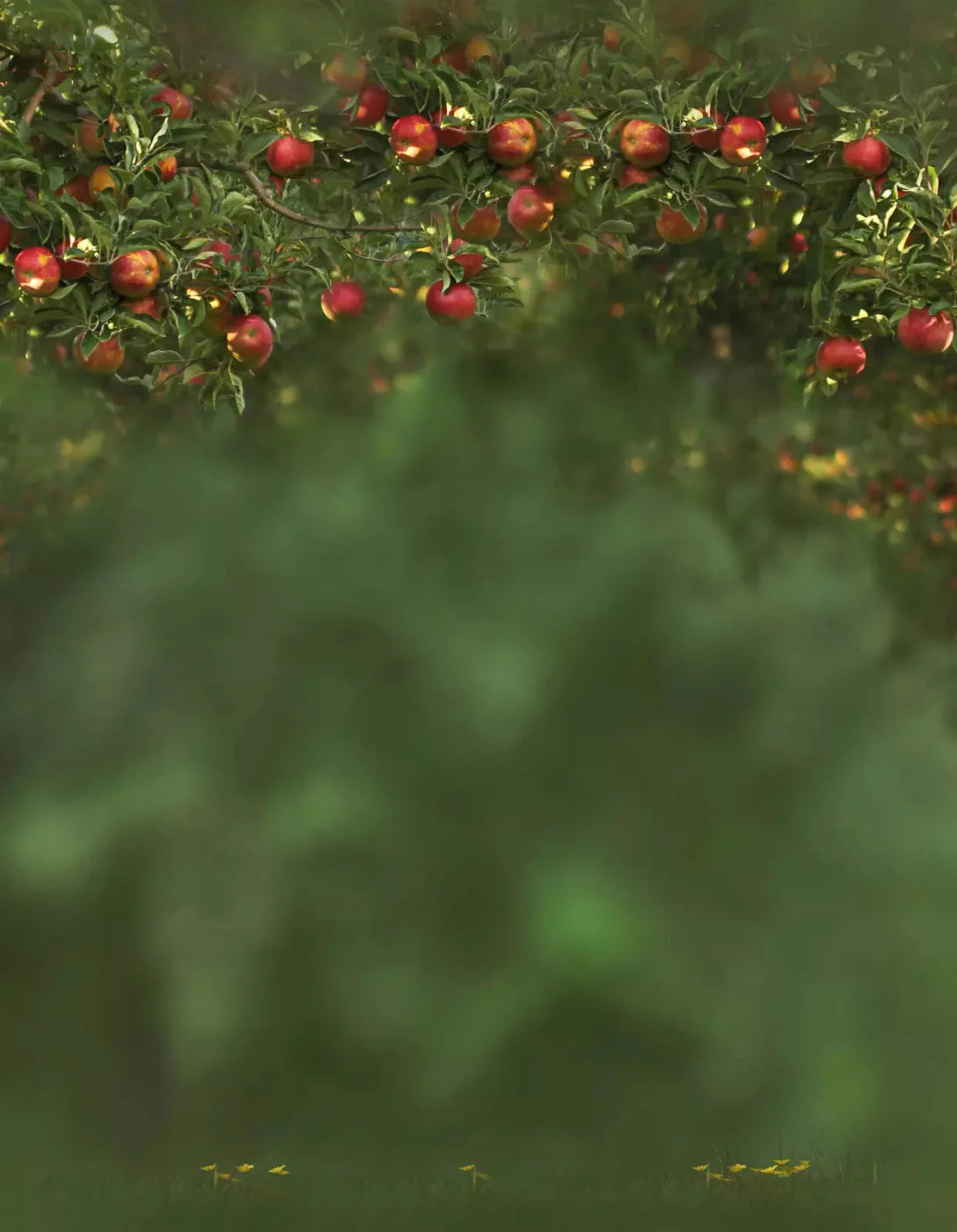 Apple Tree 6X8 Fleece ( 72 X 96 Inch ) Backdrop