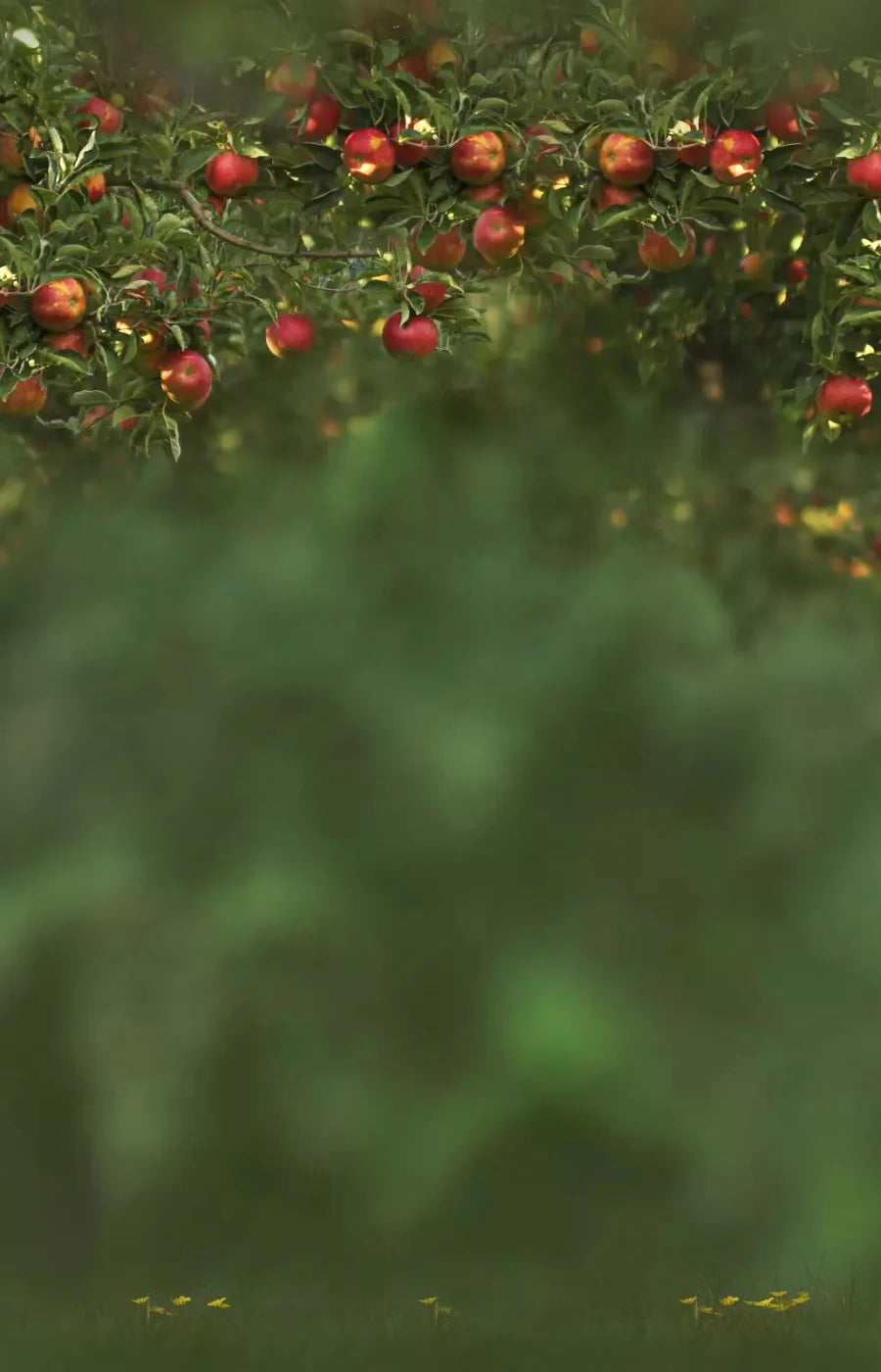 Apple Tree 8X12 Ultracloth ( 96 X 144 Inch ) Backdrop
