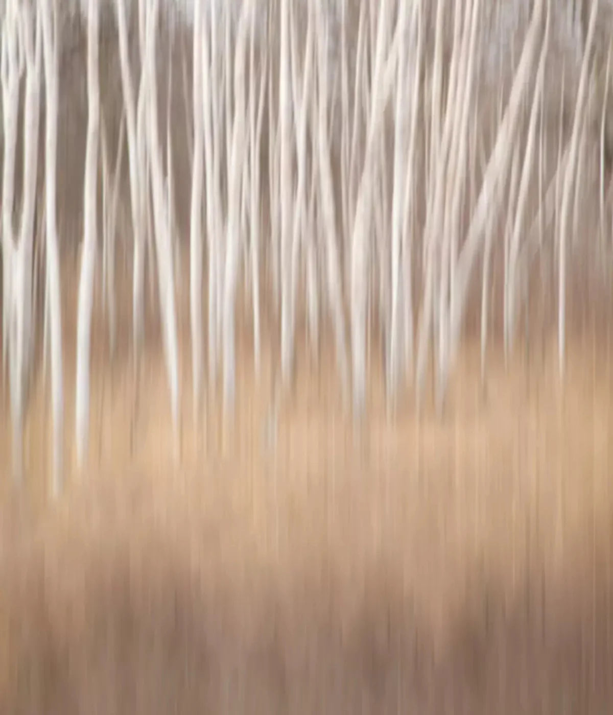 Aspens 10X12 Ultracloth ( 120 X 144 Inch ) Backdrop