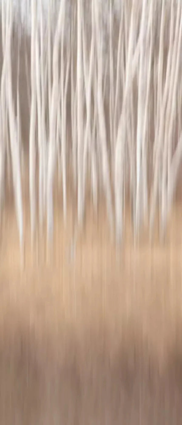 Aspens 5X12 Ultracloth For Westcott X-Drop ( 60 X 144 Inch ) Backdrop
