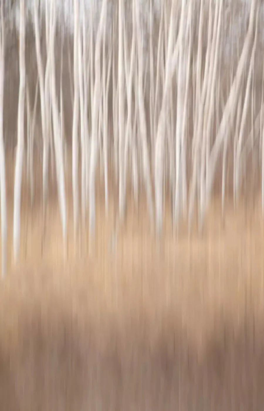 Aspens 8X12 Ultracloth ( 96 X 144 Inch ) Backdrop