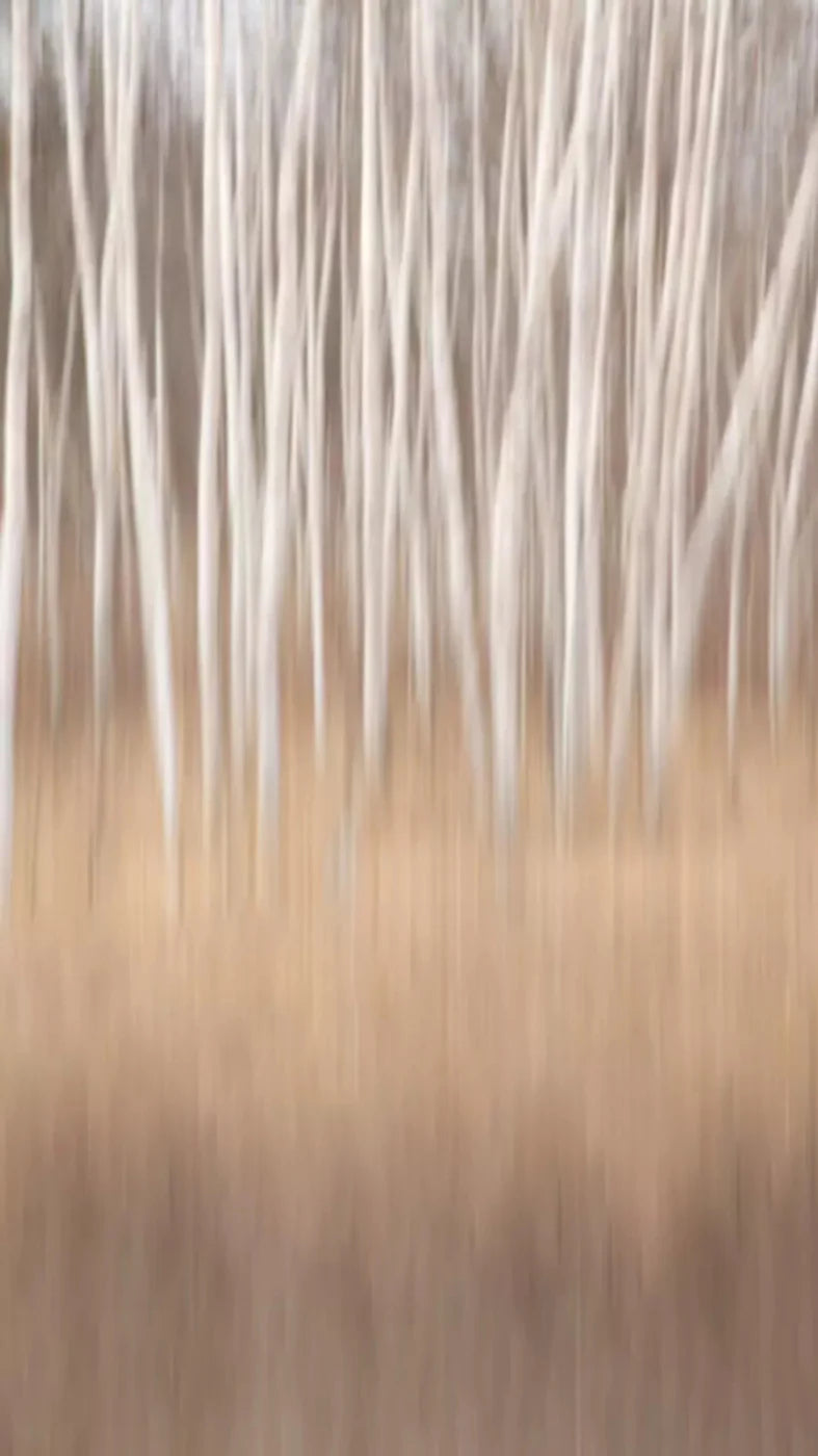 Aspens 8X14 Ultracloth ( 96 X 168 Inch ) Backdrop