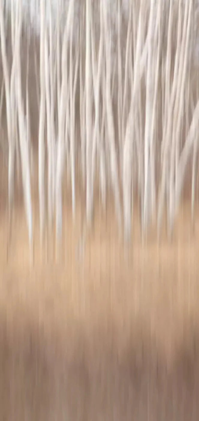 Aspens 8X16 Ultracloth ( 96 X 192 Inch ) Backdrop