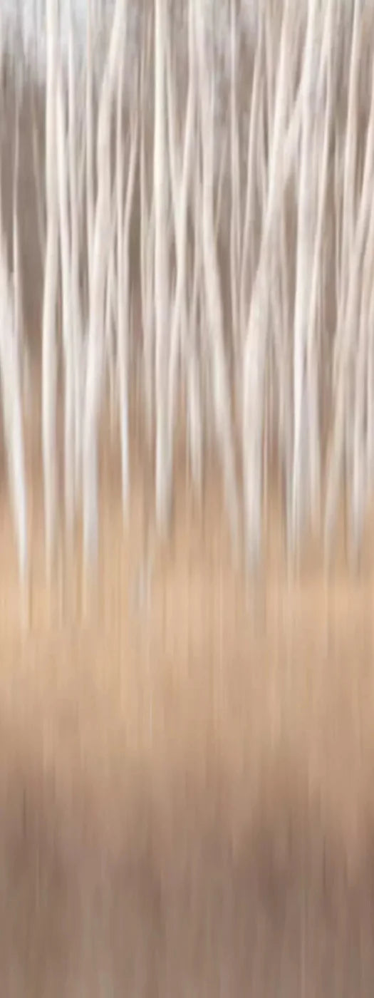 Aspens 8X20 Ultracloth ( 96 X 240 Inch ) Backdrop