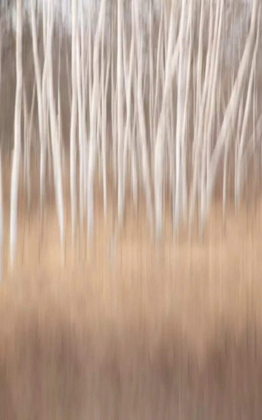 Aspens 9X14 Ultracloth ( 108 X 168 Inch ) Backdrop