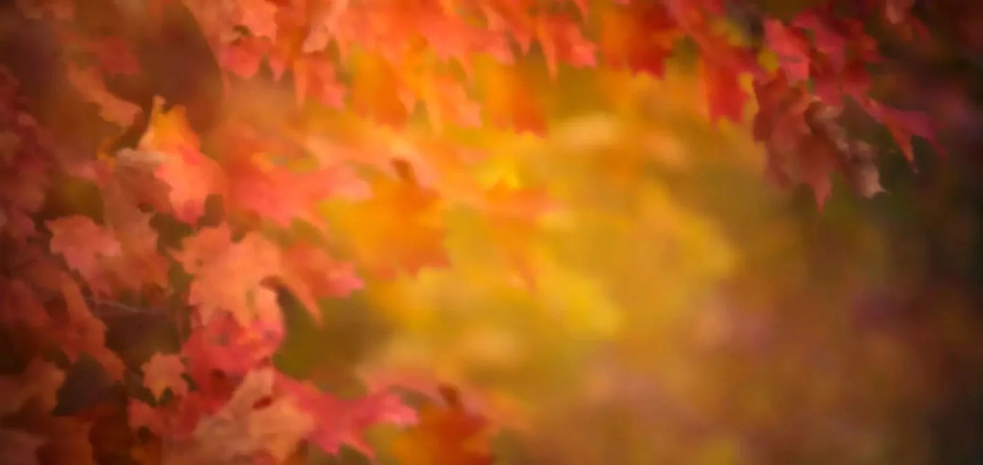 Autumn Dreams 16X8 Ultracloth ( 192 X 96 Inch ) Backdrop
