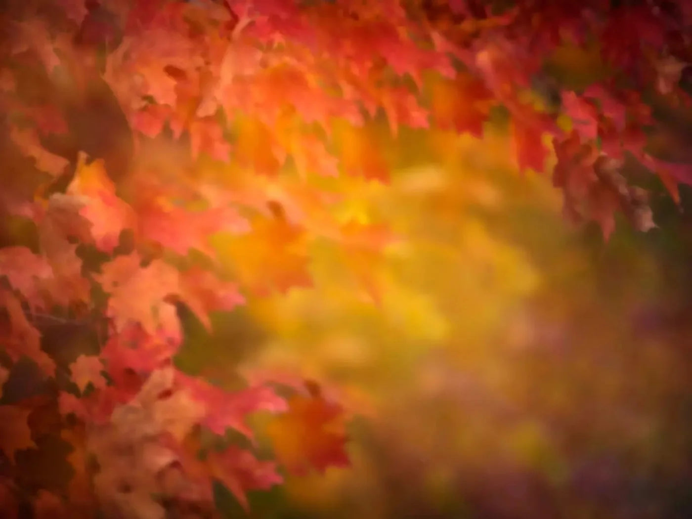 Autumn Dreams 68X5 Fleece ( 80 X 60 Inch ) Backdrop