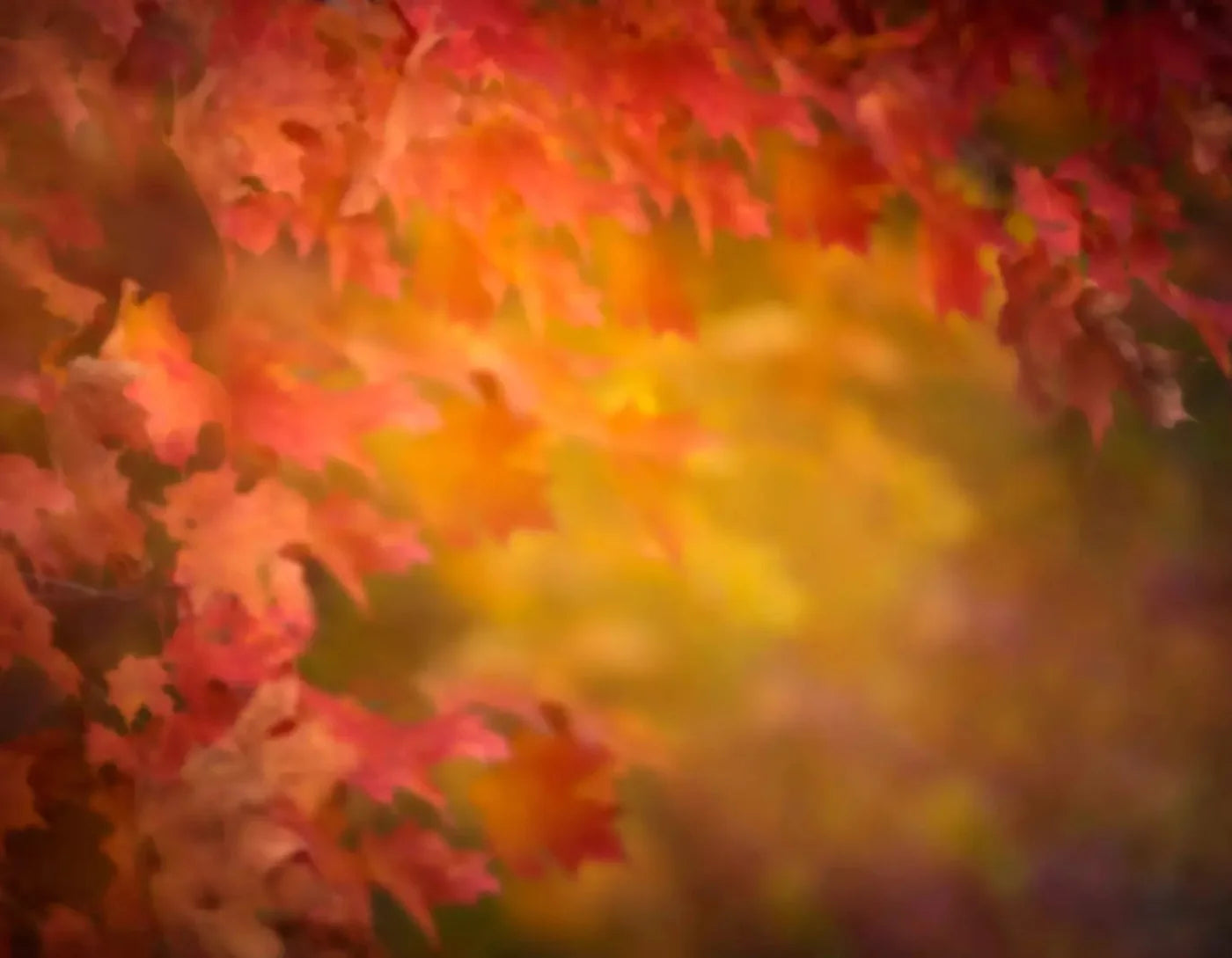 Autumn Dreams 8X6 Fleece ( 96 X 72 Inch ) Backdrop