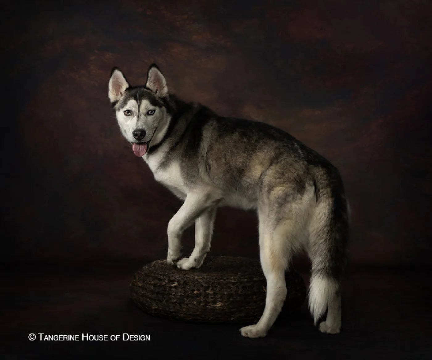 Autumn Road Backdrop