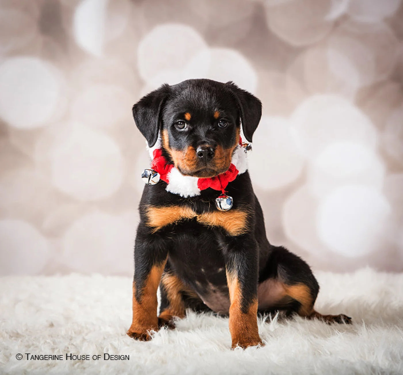 Bokeh Backdrop
