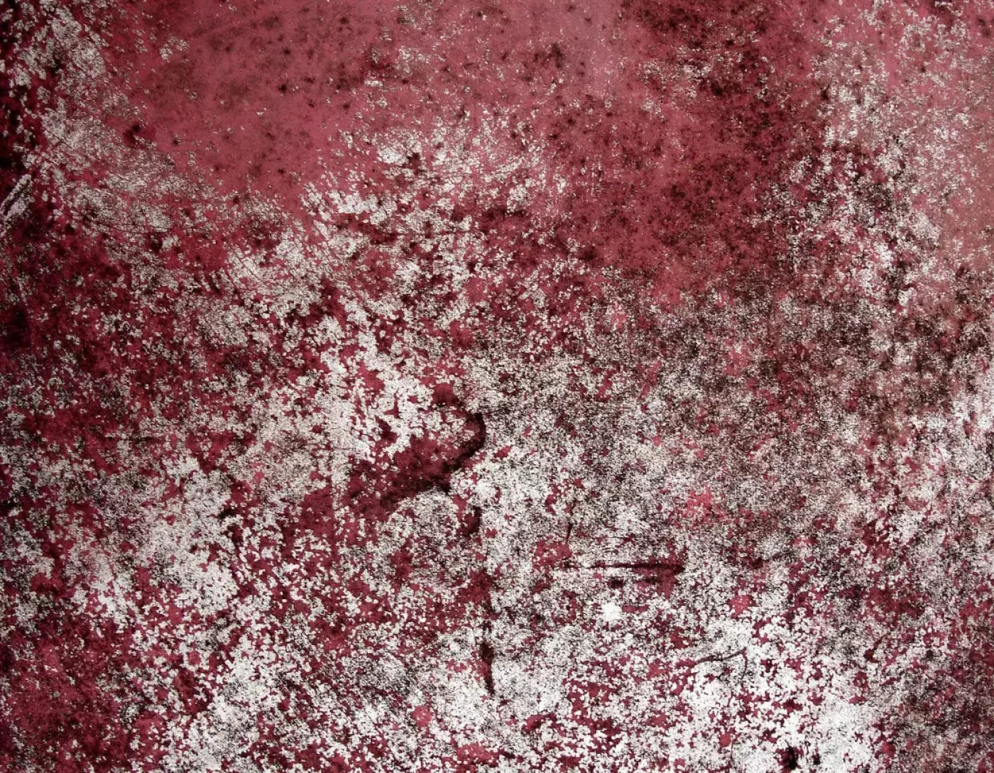 Cardinal 8X6 Fleece ( 96 X 72 Inch ) Backdrop