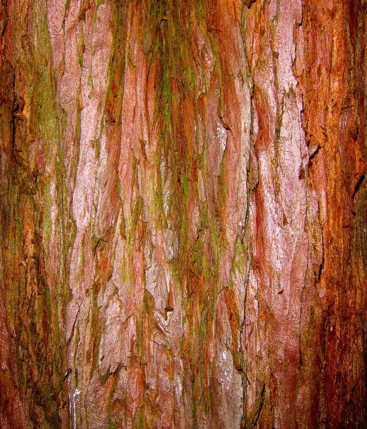 Carmelo 10X12 Ultracloth ( 120 X 144 Inch ) Backdrop