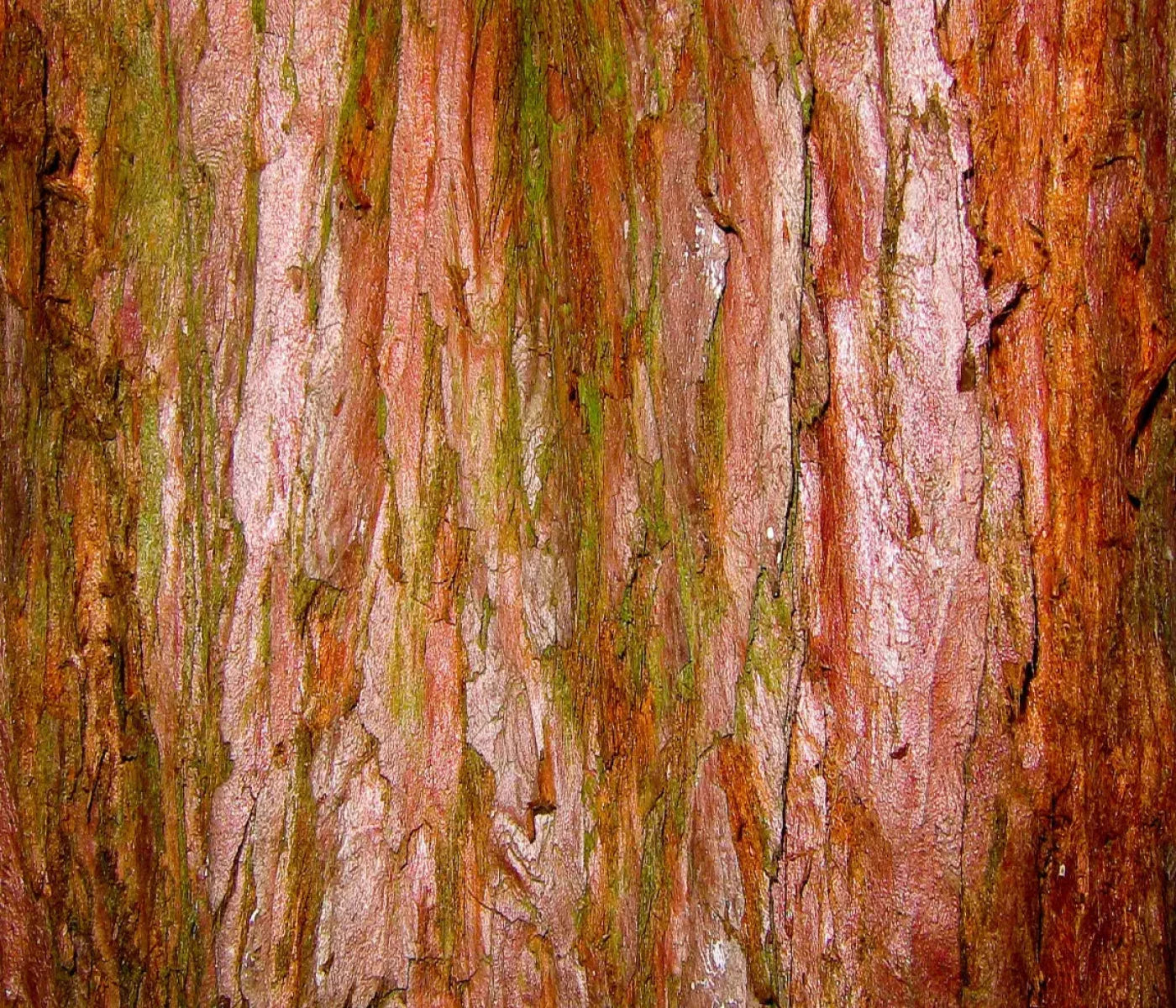 Carmelo 12X10 Ultracloth ( 144 X 120 Inch ) Backdrop