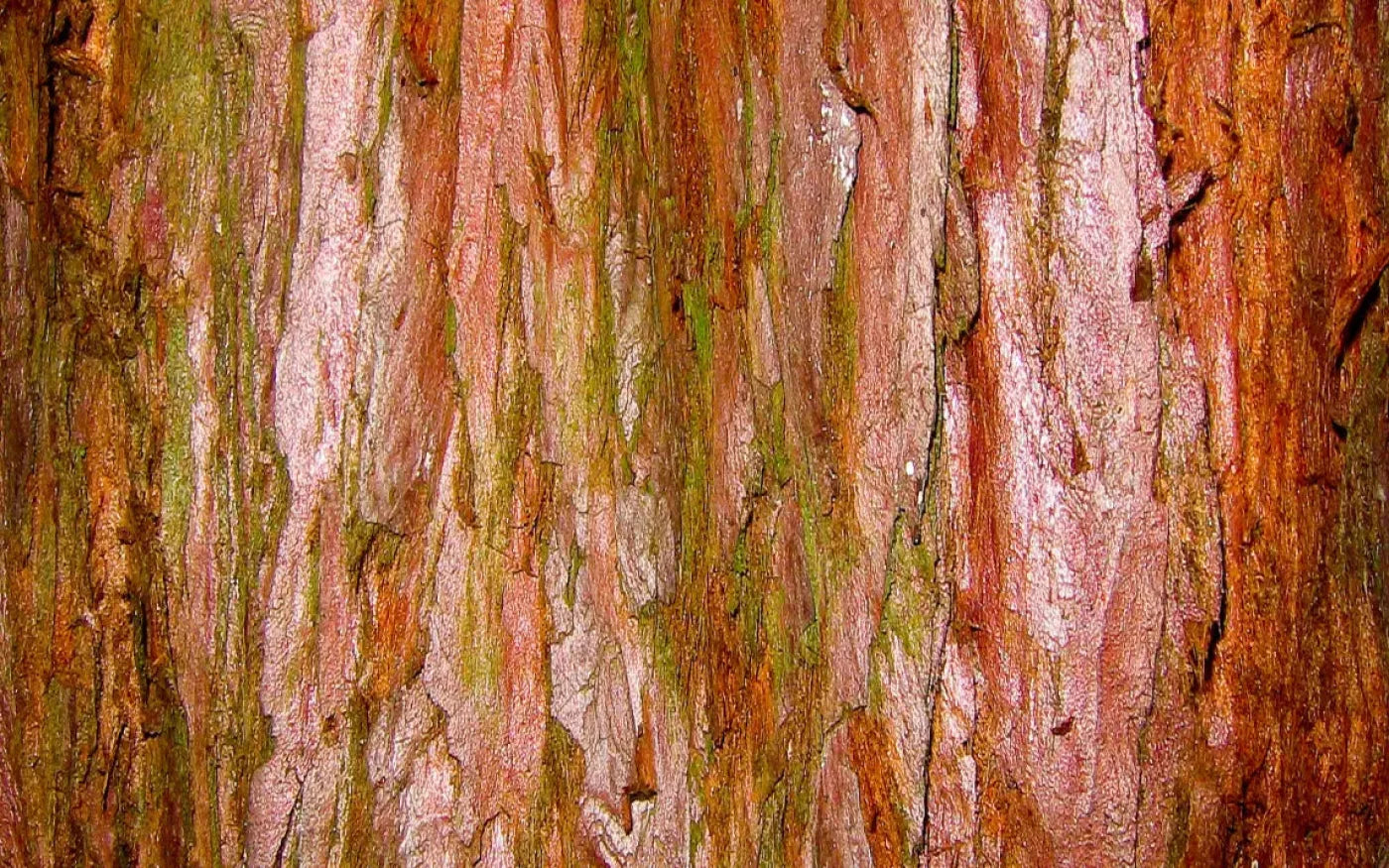 Carmelo 14X9 Ultracloth ( 168 X 108 Inch ) Backdrop