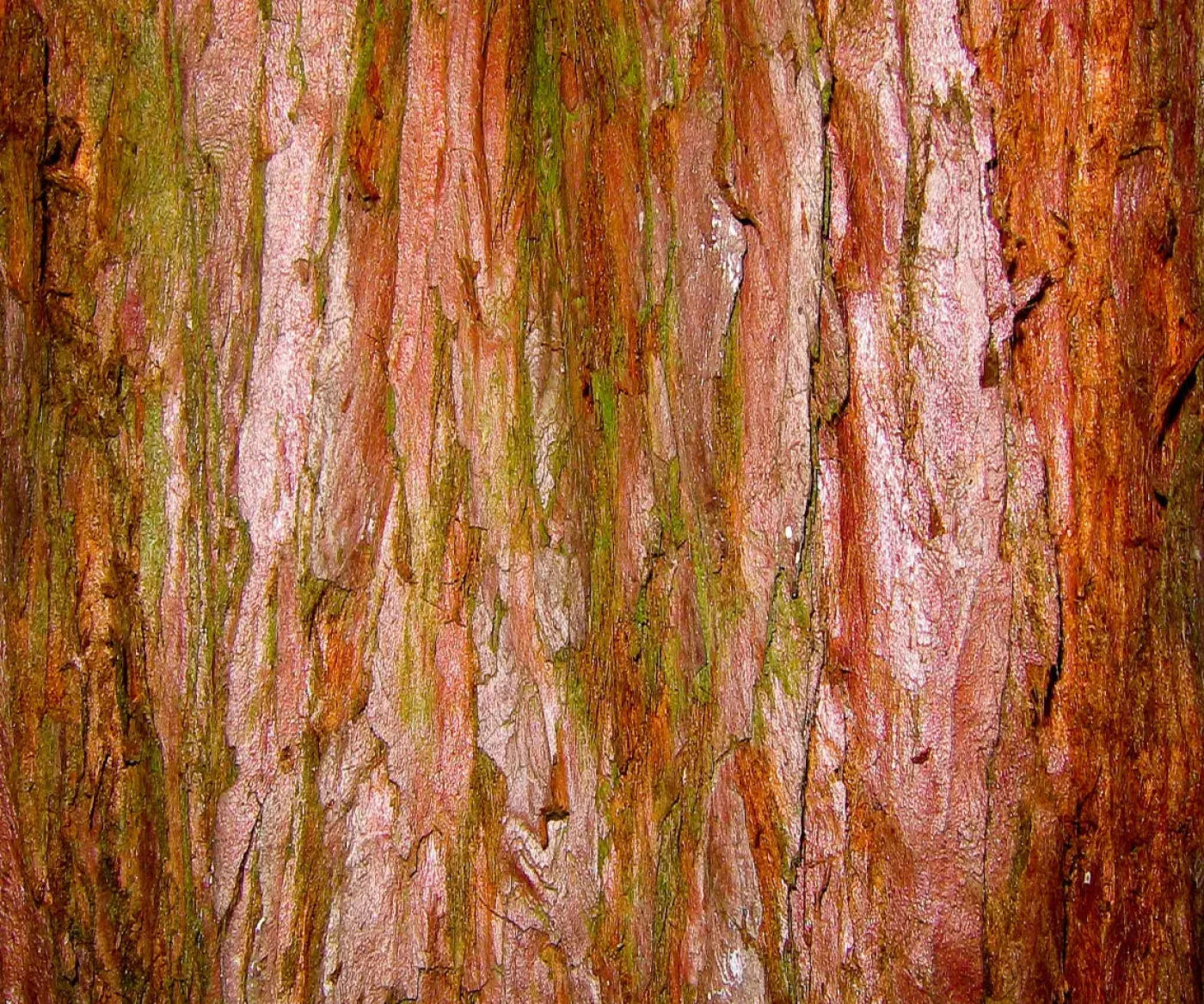 Carmelo 5X42 Fleece ( 60 X 50 Inch ) Backdrop