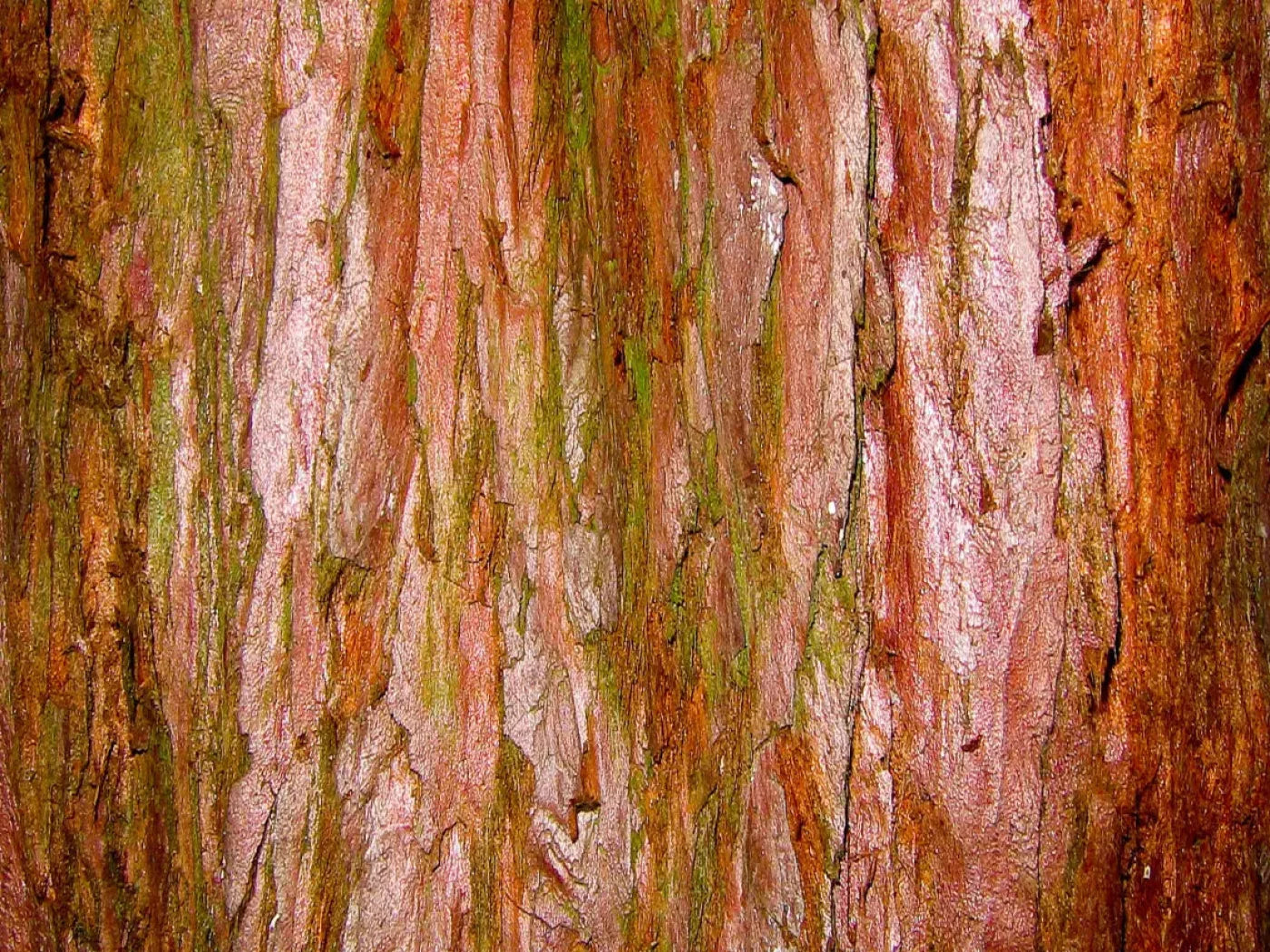Carmelo 68X5 Fleece ( 80 X 60 Inch ) Backdrop