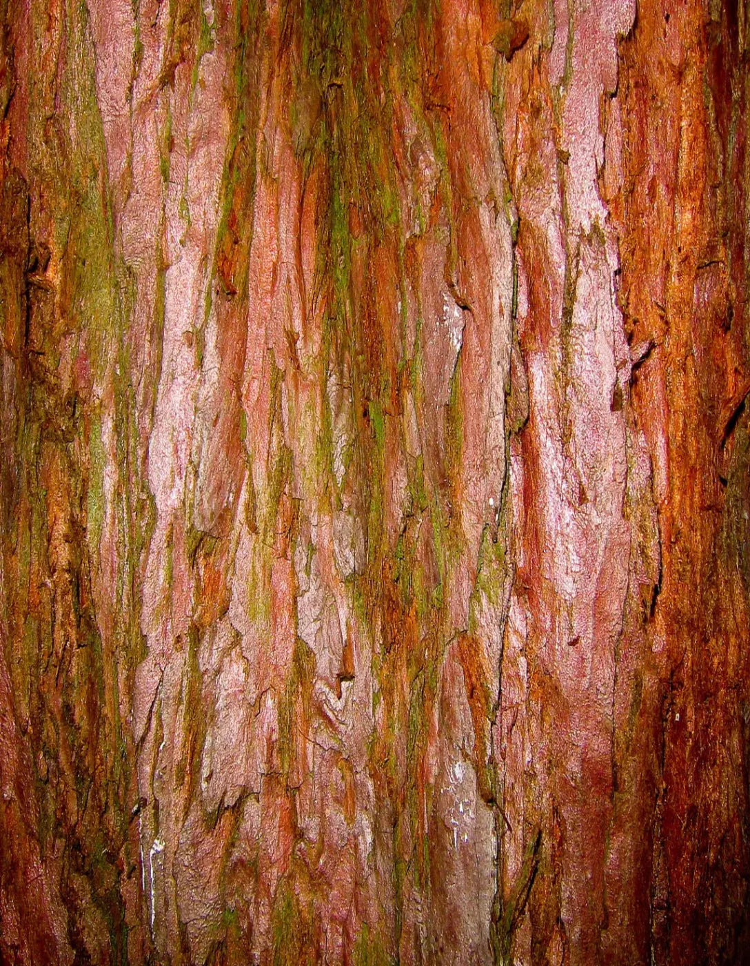 Carmelo 6X8 Fleece ( 72 X 96 Inch ) Backdrop