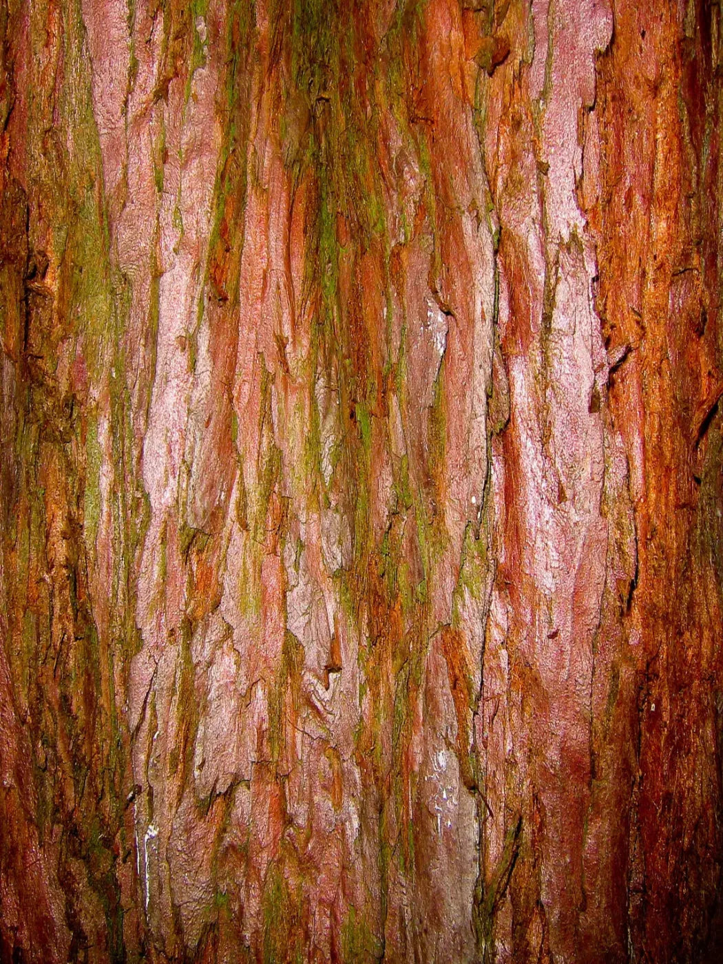 Carmelo 8X10 Fleece ( 96 X 120 Inch ) Backdrop