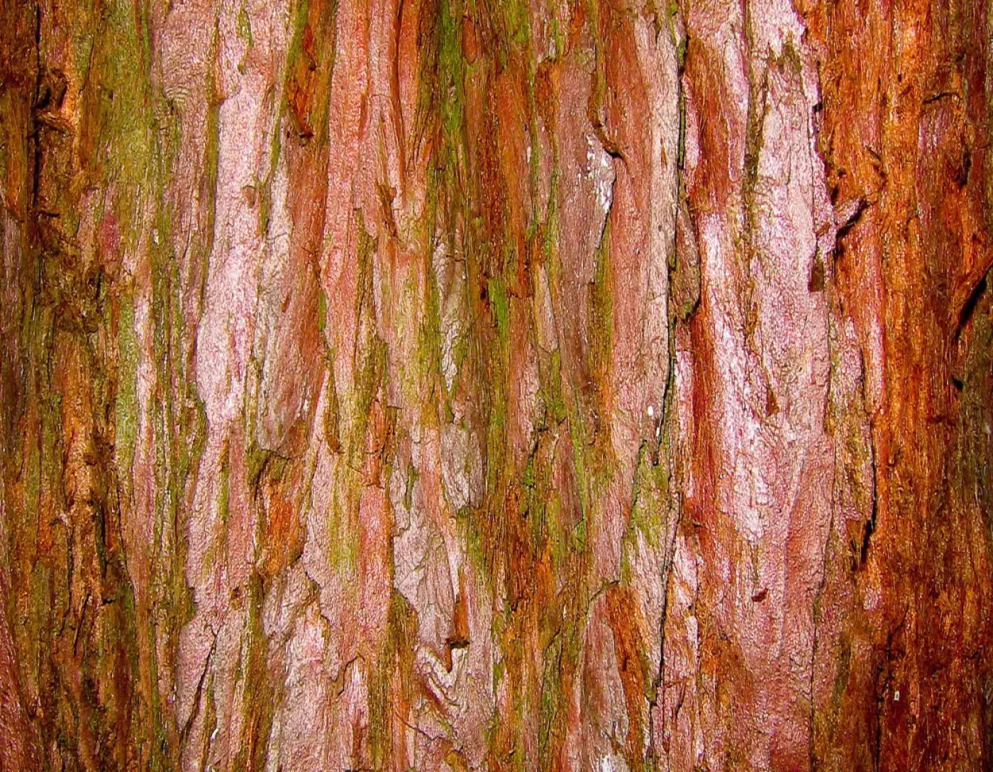 Carmelo 8X6 Fleece ( 96 X 72 Inch ) Backdrop