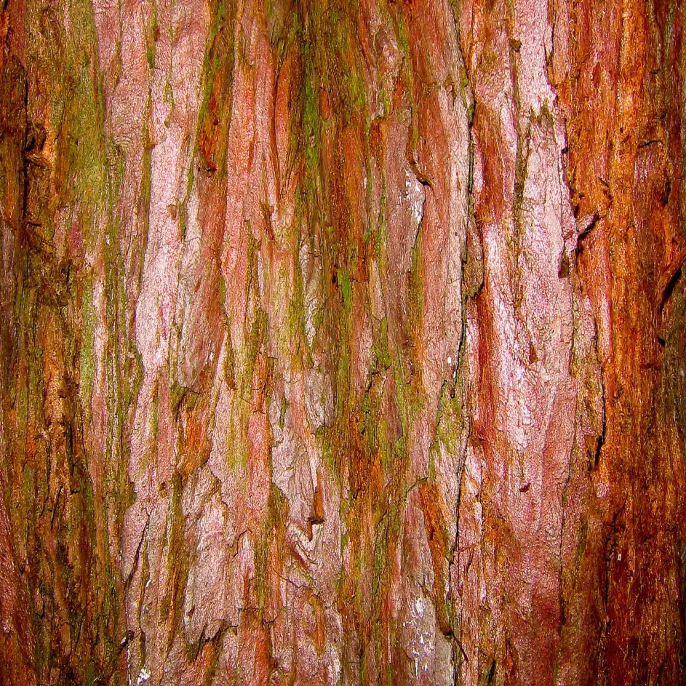 Carmelo 8X8 Fleece ( 96 X Inch ) Backdrop