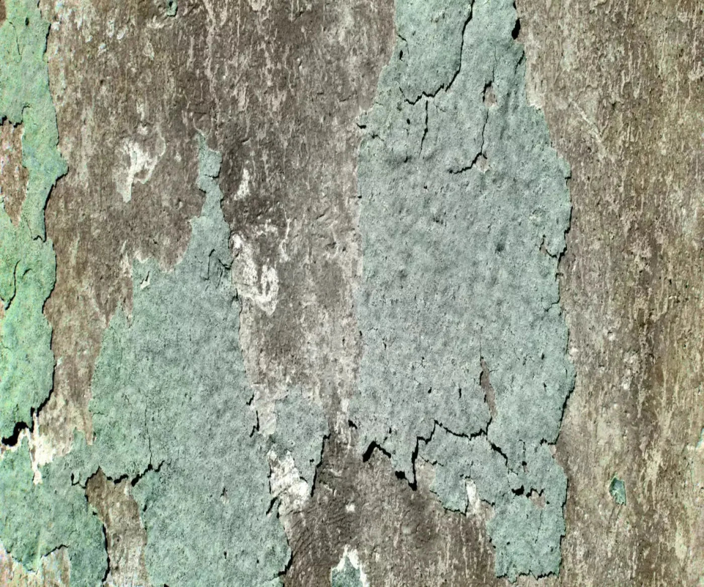 Cell 5X42 Fleece ( 60 X 50 Inch ) Backdrop