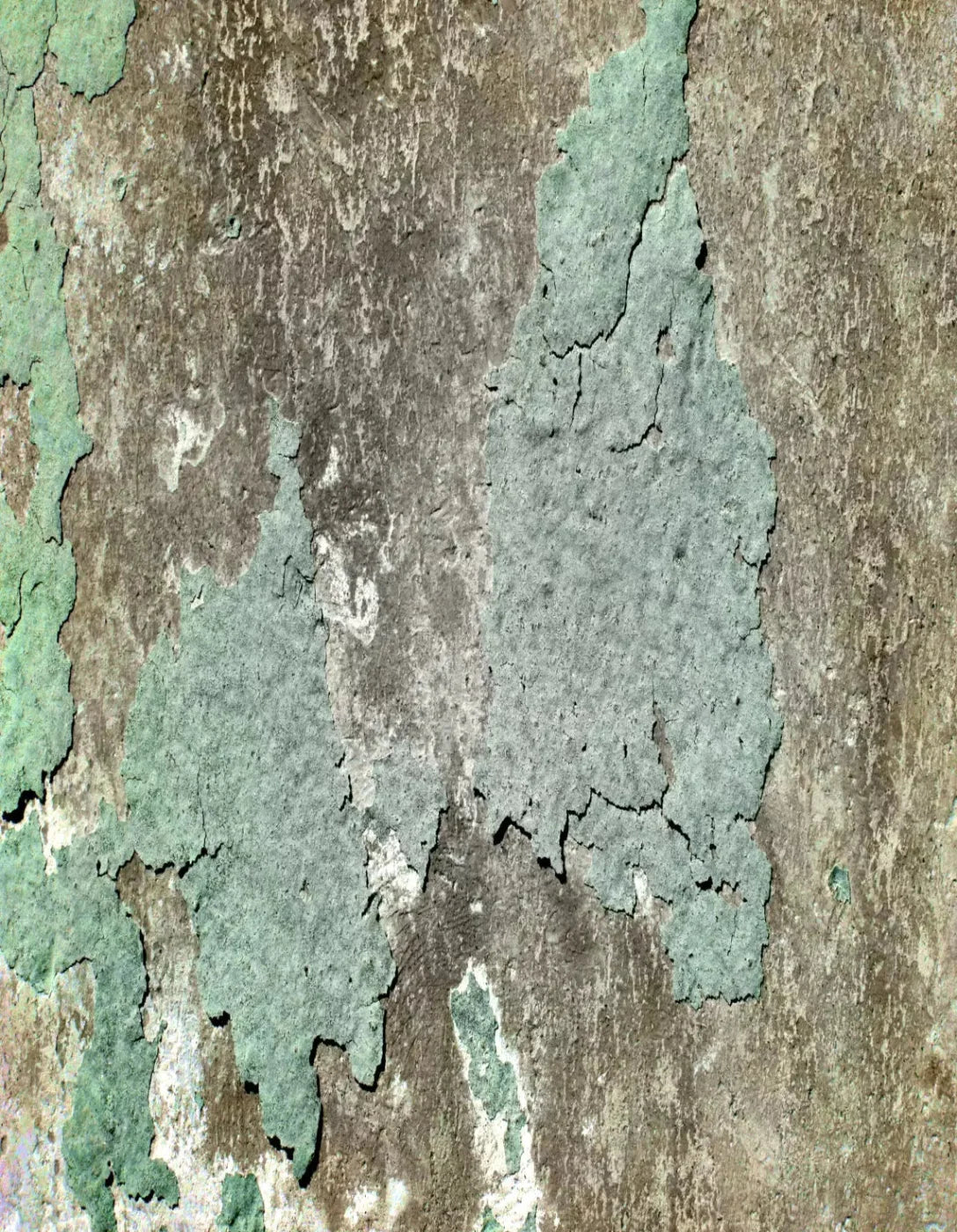 Cell 6X8 Fleece ( 72 X 96 Inch ) Backdrop