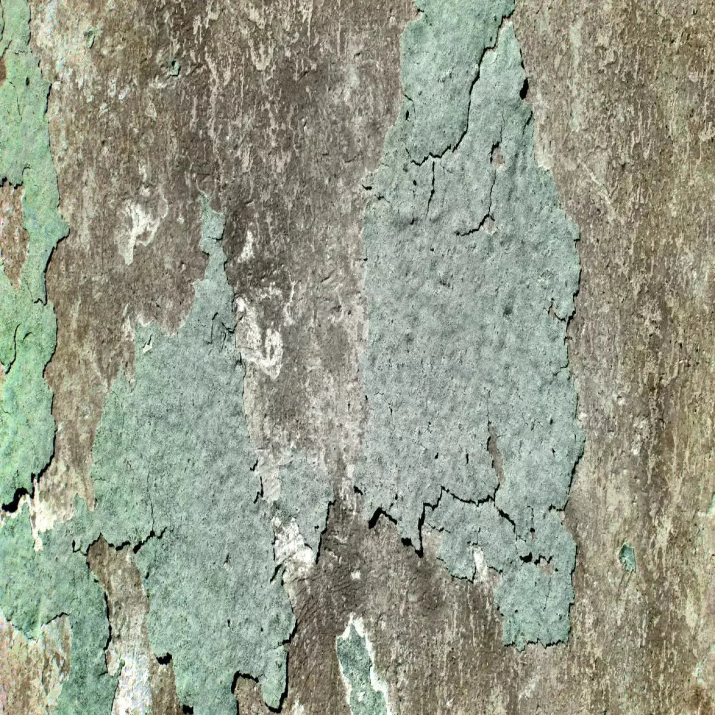Cell 8X8 Fleece ( 96 X Inch ) Backdrop