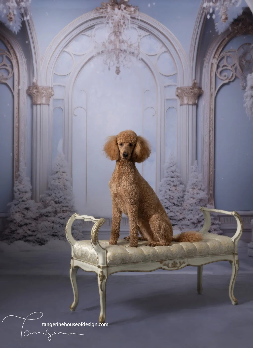 Christmas Winter Blues Ballroom Backdrop