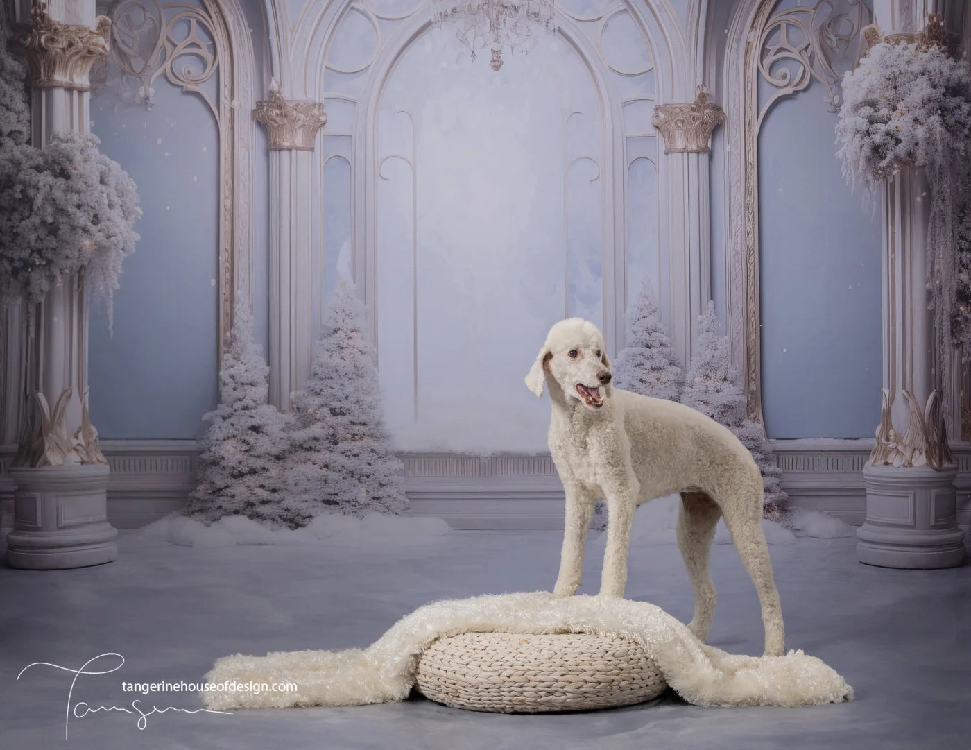 Christmas Winter Blues Ballroom Backdrop