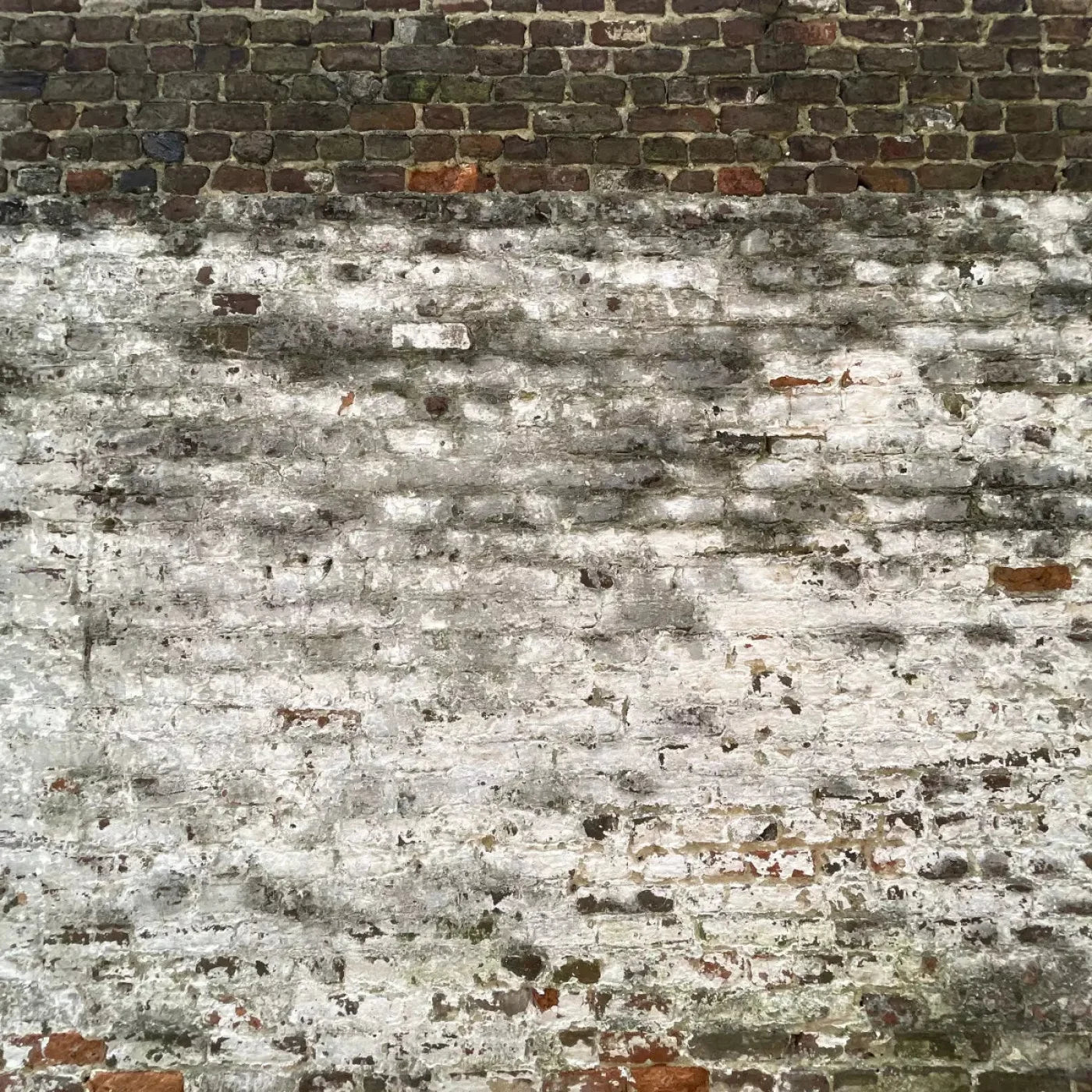 Distressed Wall 8X8 Fleece ( 96 X Inch ) Backdrop