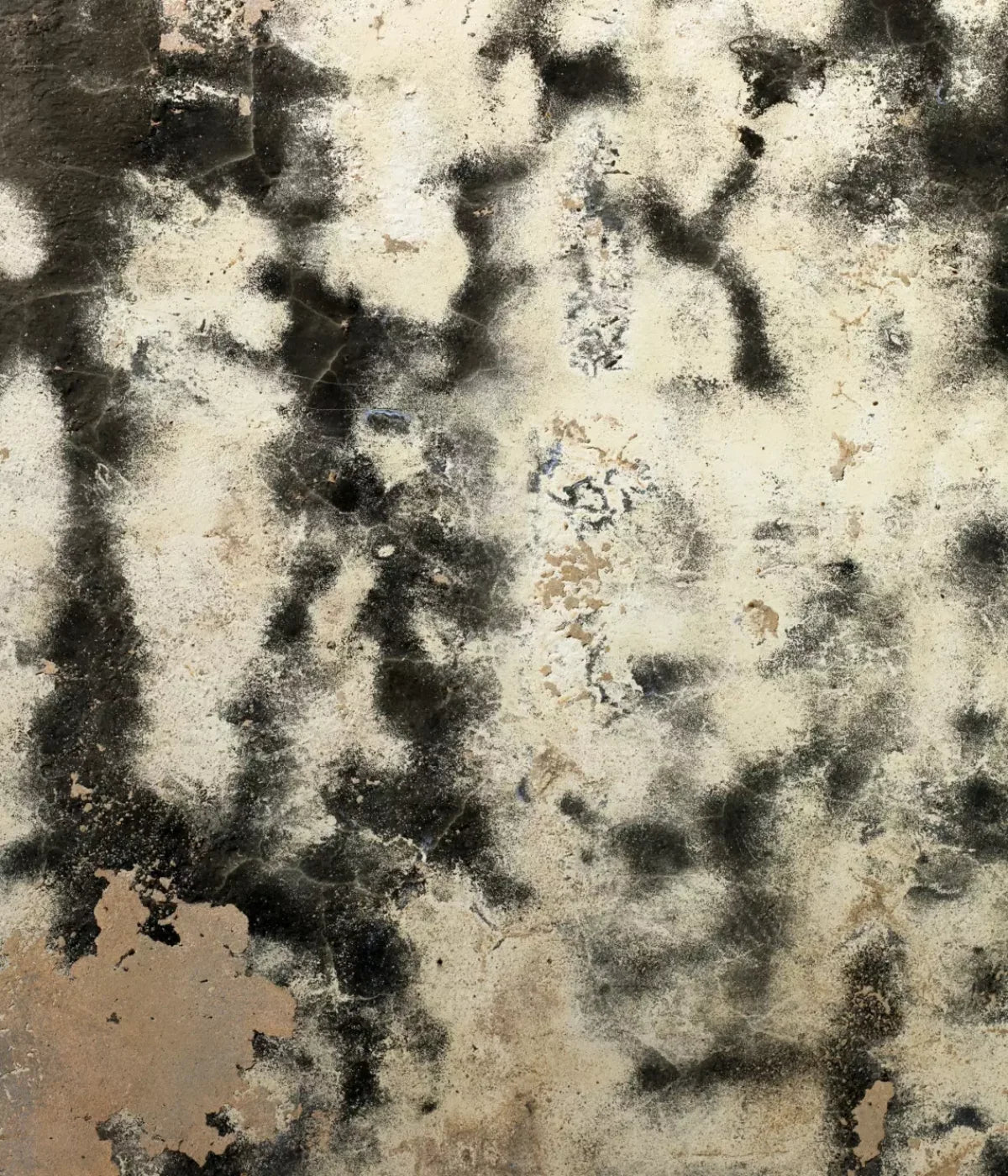 Domain 10’X12’ Ultracloth (120 X 144 Inch) Backdrop