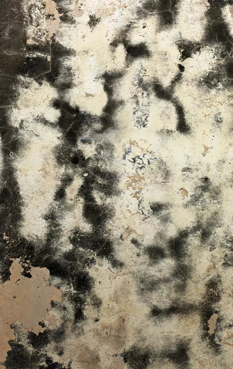 Domain 10’X16’ Ultracloth (120 X 192 Inch) Backdrop