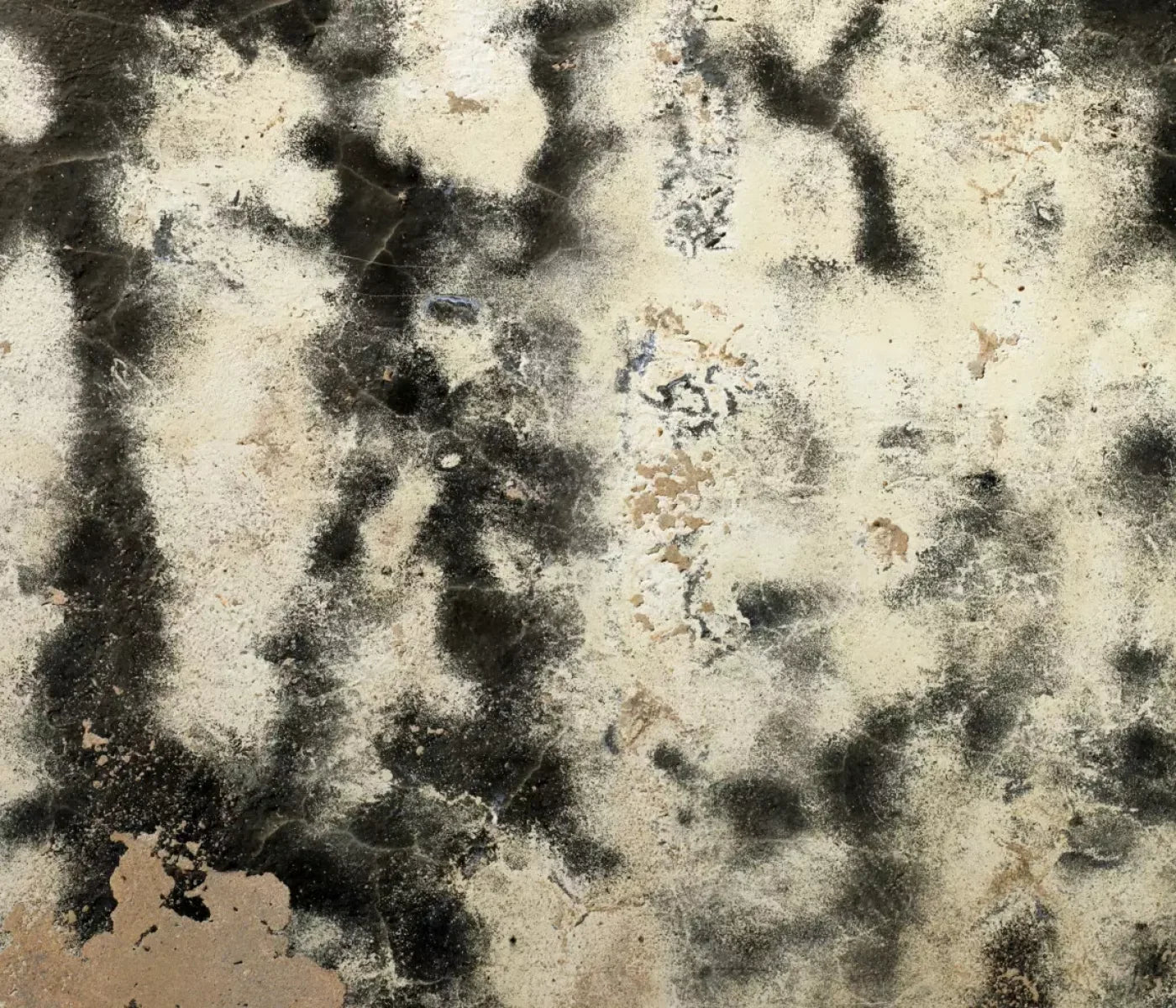Domain 12’X10’ Ultracloth (144 X 120 Inch) Backdrop