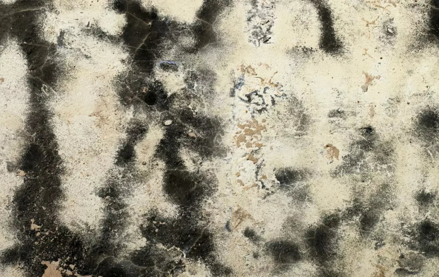 Domain 16’X10’ Ultracloth (192 X 120 Inch) Backdrop