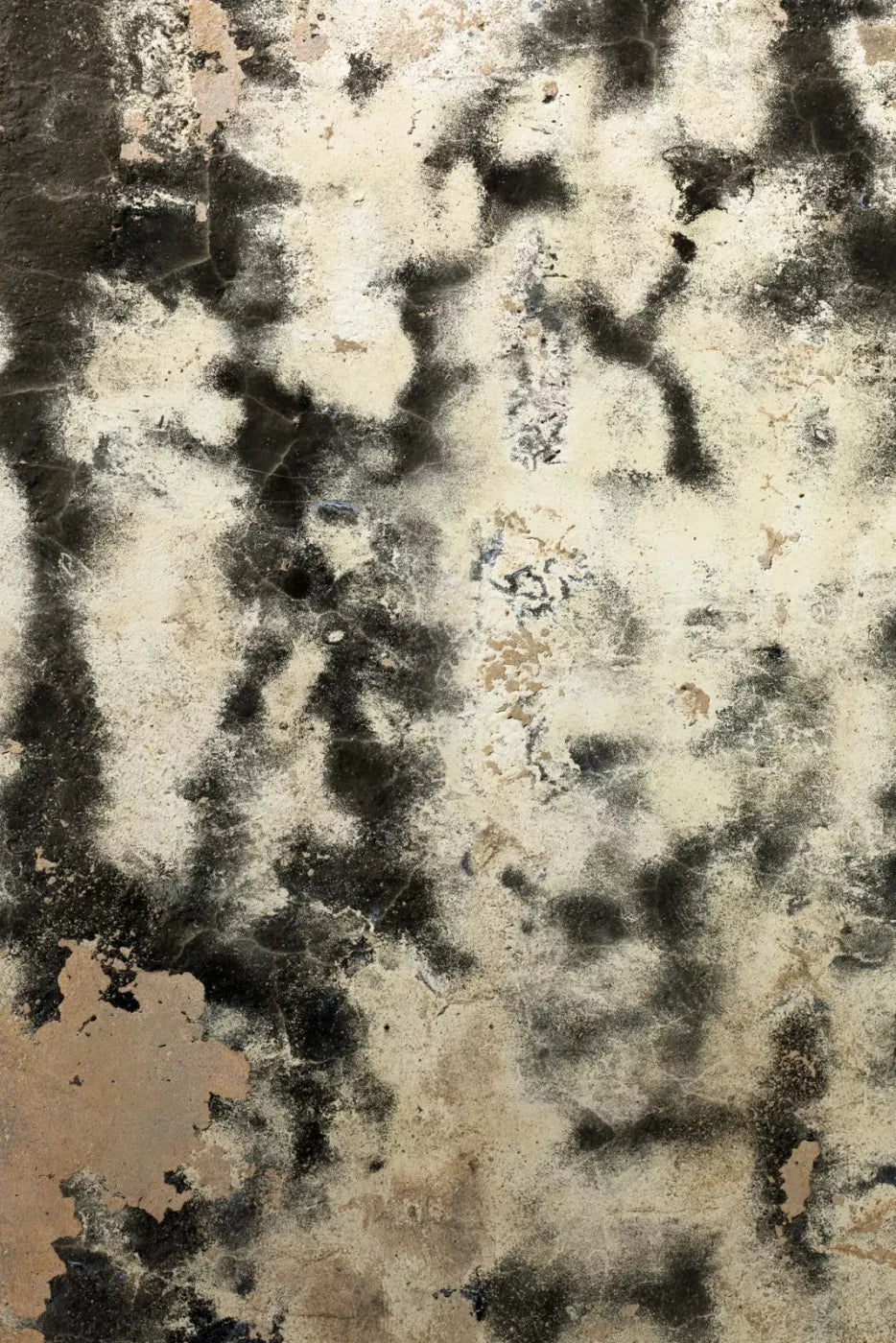Domain 5’X8’ Ultracloth (60 X 96 Inch) Backdrop