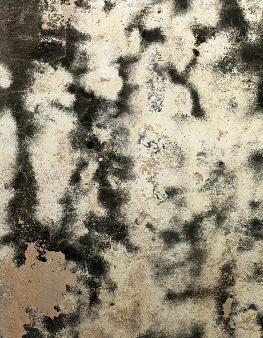 Domain 6’X8’ Fleece (72 X 96 Inch) Backdrop