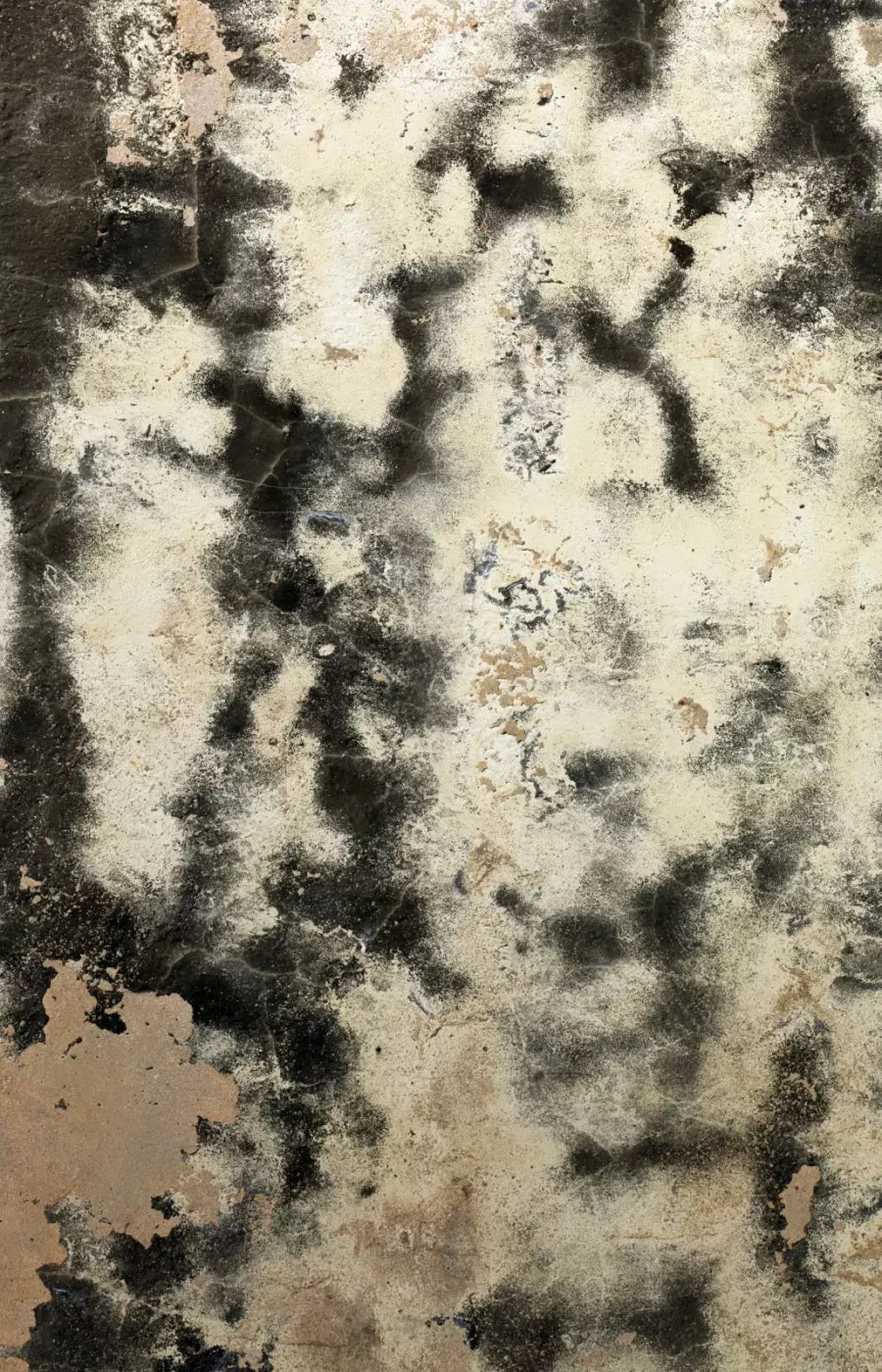 Domain 8’X12’ Ultracloth (96 X 144 Inch) Backdrop