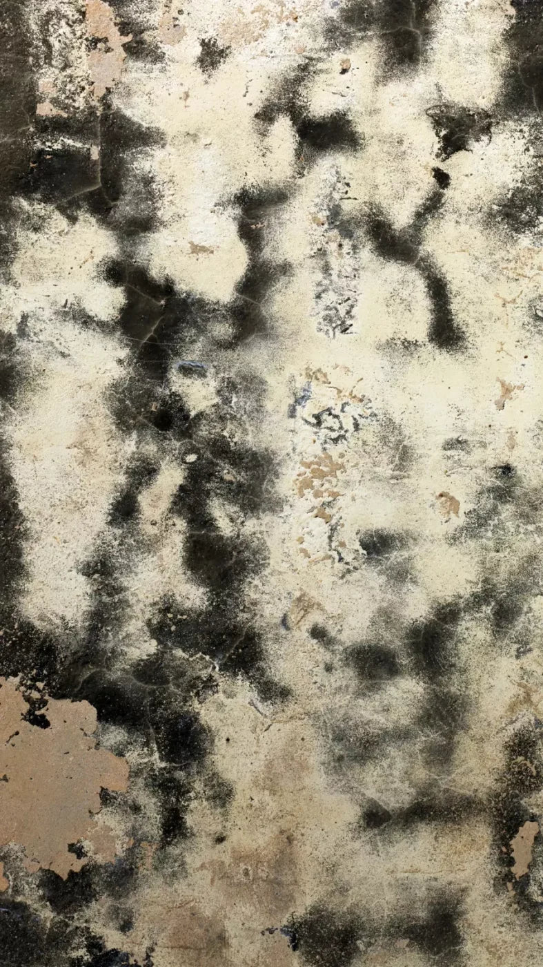 Domain 8’X14’ Ultracloth (96 X 168 Inch) Backdrop