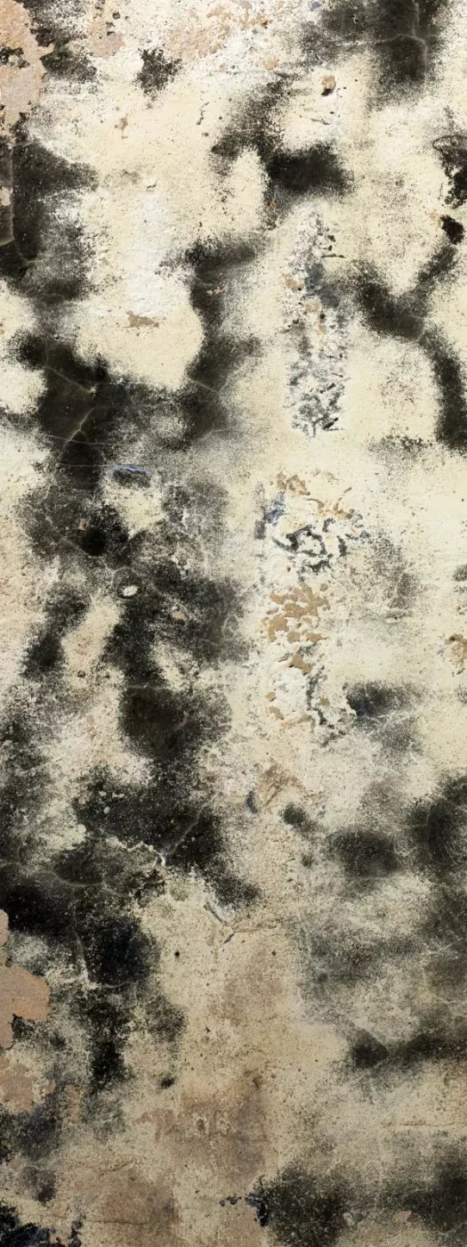 Domain 8’X20’ Ultracloth (96 X 240 Inch) Backdrop