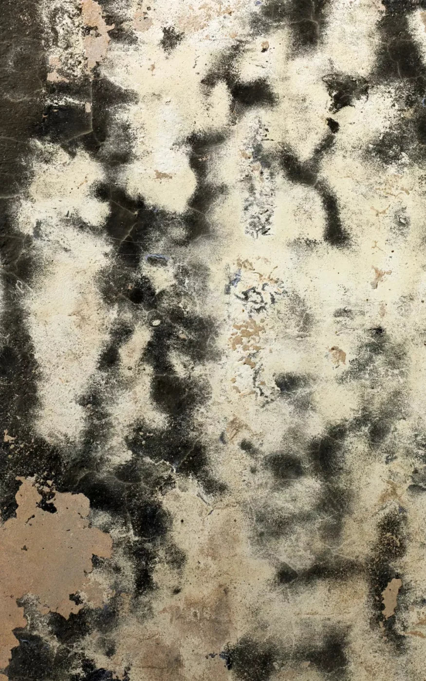 Domain 9’X14’ Ultracloth (108 X 168 Inch) Backdrop