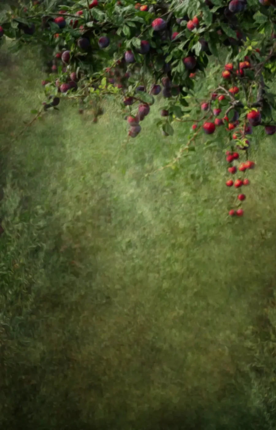 Fall Abundance 8’X12’ Ultracloth (96 X 144 Inch) Backdrop