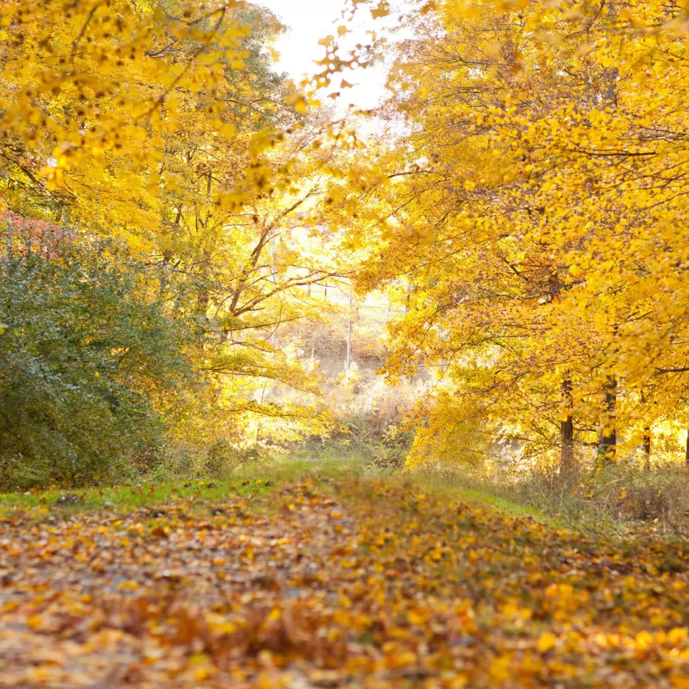 Fall In Missouri 1 10X10 Ultracloth ( 120 X Inch ) Backdrop
