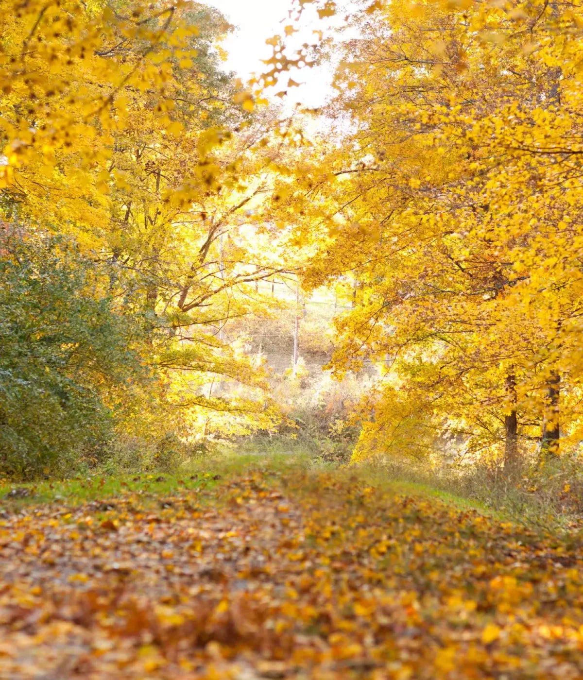 Fall In Missouri 1 10X12 Ultracloth ( 120 X 144 Inch ) Backdrop